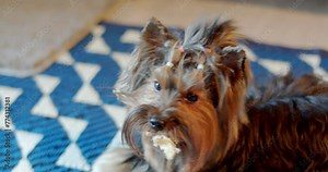 Dog plays with owner.Attractive female animal trainer play with her smart cheerful pet.Playful little dog.The little dog picked up something and had fun playing with it. Stock Video