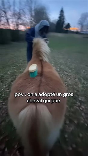 Adoption d'un gros cheval qui pue