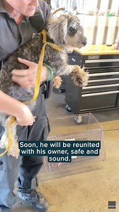 After being hit by a car, this puppy stuck in the bumper comes out without a scratch in a heart-stopping rescue. 🚗 🐶 | Tennessean