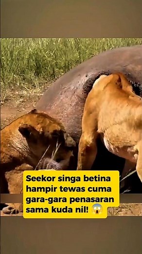 🦁 This Lion Got STUCK in a Hippo!⁉️ | Lion Stuck in Hippo