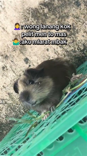 american california broken cream #marmutbalapblitar #marmutbalapblitar #guineapighome