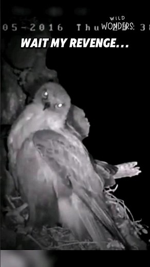 Peregrine Falcon vs Owl! 🔥