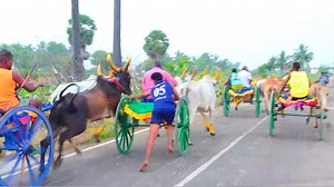 152K views · 3.1K reactions | அயிரவன்பட்டி - 2.00.000.லட்சம்-பெரியமாடு-பந்தயம்23.04.2025 | Amutham studio | Facebook