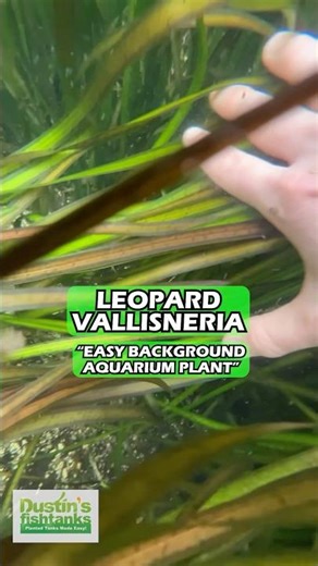 🏆 BEST OF 2025 🏆 Vallisneria Leopard (Easy Background Aquarium Plant)