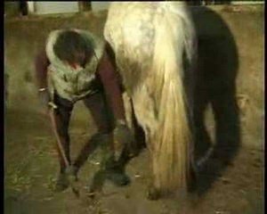 Apprendre à un cheval à donner ses postérieurs