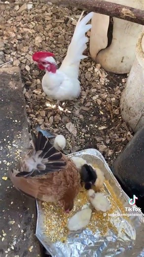 #oye capullo el negrito es el único #tuyo suscríbete y dale me gusta