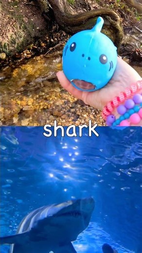 Learn Sea Animal Names for Kids by the Branch: Shark Turtle Clownfish Japanese Spider Crab Fish