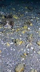 8.4K views · 45 reactions | Octopus Vs Crab 呂  . . #octopus #Crab #reelsvideoシ #fbreelsvideo #reelsvideo #fishlover #foryourpage #oceanlife | FishLife world TV | Facebook