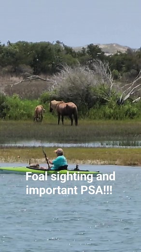 Foal sighting and important PSA about the horses on the Rachel Carson Reserve! Please watch and share!! #wildlife #wildhorses #horses #foal #beaufortnc | Why Beaufort NC
