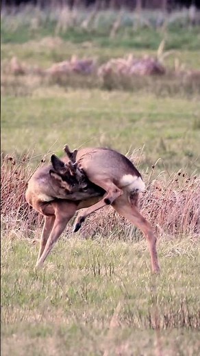sprong weide reeën #netherlands #wildlife #wildlifevideography #hobby #nature