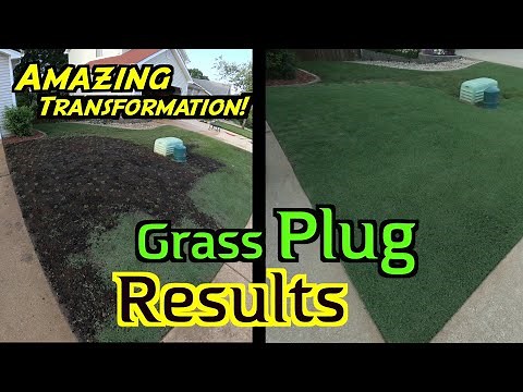 Bermuda Grass Plugs | Repairing Bare Spots | Low Mow with Rotary Lawn Mower