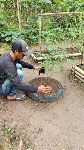 Cara memperbanyak akar tanaman tomat menggunakan potongan bambu #story #gardening