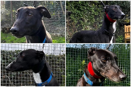 Retired greyhounds in search of forever homes at end of their racing days