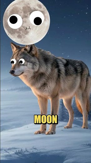 The Truth About Wolves Howling at the Moon