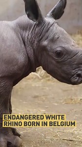 4.8K reactions · 431 shares | A rare southern white rhino has been born at a zoo in Belgium as part of Europe's captive breeding programme. Watch the video to discover the full story. 憐憐憐 | CGTNEurope | Facebook