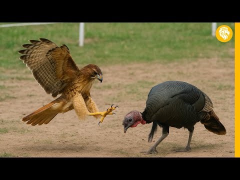 Watch what happens when this hawk attacks a turkey.🦅🦃