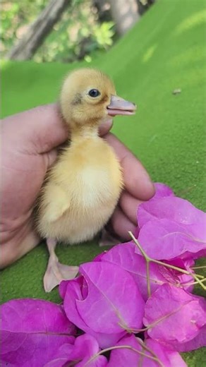 Cute Baby Duck Making Adorable Sounds | Duckling Voice 🎶🦆