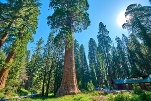 Sequoia National Park: Camp & Explore California's Centuries Old Sentinels