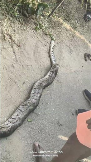 Bigg Python Death from village