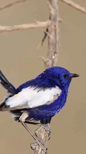 White-winged fairywren (Malurus leucopterus) | LEBOK KICAU