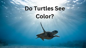 Do Turtles See Color