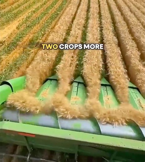 How Farmers Are Successfully Growing Two Crops at the Same Time..