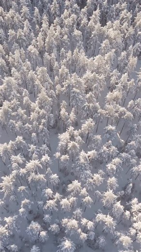 Fredrik Kemi on Instagram: "Sleeping pines in the Swedish forest. ❄️❄️ #norrbotten #ourplanet #naturephotography #naturewalk #animal #skog #snö #outside #norland #bbcwildlifepotd #bbc #swedishlapland #bbcearth #nordic #sweden #fotografering #earth #earthpix #likeforlike #canonnordic #instalife #photooftheday #instagood #followme #picoftheday #visitsweden #earthcapture #vild #naturfoto #bbcearth"