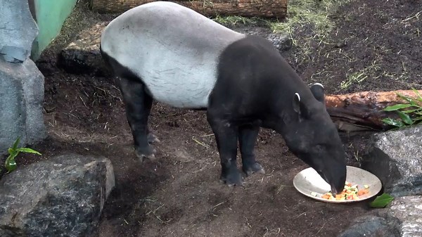 Calgary Zoo revamping Asia exhibit