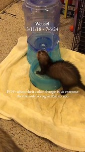 Ferrets can change color drastically over the years. With each shed, their coat can change color and texture. Some of these changes can be extreme, like in Weasels case. In 2018 he was basically blaze and by the time be passed, he didn’t have a strand of brown left on his body 🥰 he didn’t still have his white Waardy mark down his forehead and his facial features were the same, but if you meet him as a baby you would probably not recognize him. Lucy and Ruby have also experienced some pretty int