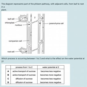 The diagram represents part of the phloem pathway, with adjacen... | Filo