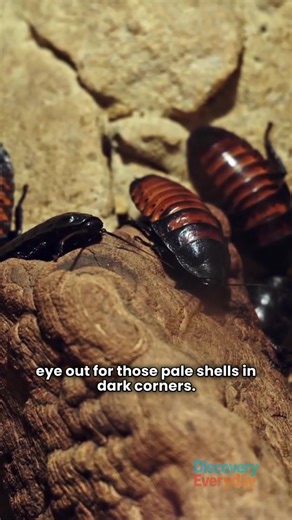5 WEIRD SIGNS Your Home is Under COCKROACH INVASION! 😱 | Discovery Everyday
