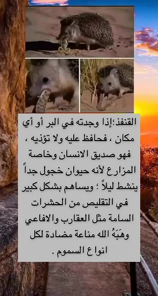 Hedgehog Predatory Behavior and Diet Explored