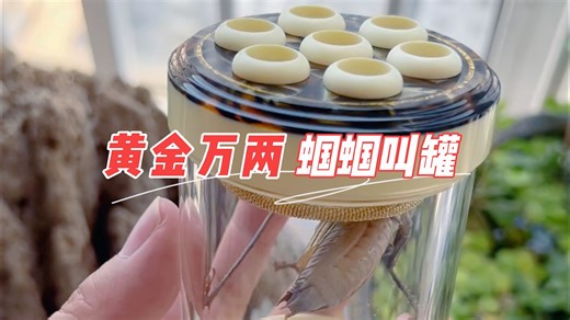 65的蝈蝈叫罐好出音吗？分享一下蝈蝈在里面的叫声