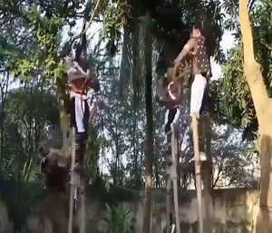 F865 NT Amazing funny clip, how can they stand up with long legs | Pagla Bas Kar , Rulayega Kya ?