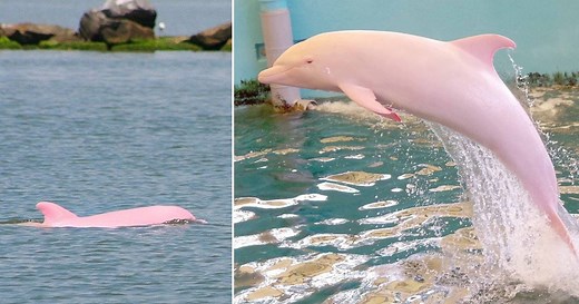 Yes, pink dolphins are real. But there's a reason why this one is incredibly rare