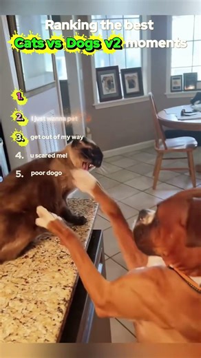 Who will win? Final fight! Cats vs Dogs!