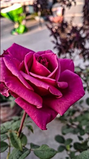 😅#gardenflowers #nature #natureflowers #shortsfeed