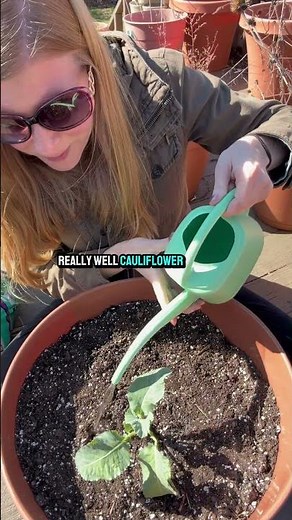 How To Plant Cauliflower In Containers