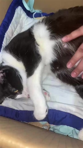 Push Mo Yan Baby: Labor Moments with Cute Kittens