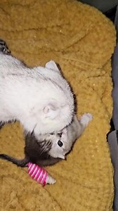 25K views · 1.6K reactions | Funny kittens ep14 | Cat Meow | Facebook