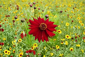100mg Dwarf Red Coreopsis Seeds: Easy Annual Wildflower - Etsy