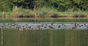 The ferruginous duck (Aythya nyroca) during migration in Crna Mlaka, Croatia