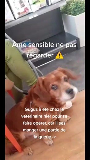 Mon petit champion ❤ #operation #champion #costaud #guguz #soufleaucoeur #animaux #dog #fieredelui #pourtoi #foryou #tiktok #fypシ