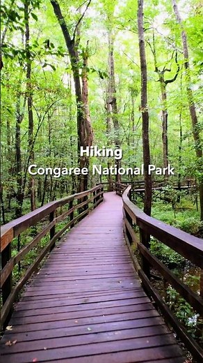 Hiking Congaree National Park | Exploring the boardwalk and beyond the swamp