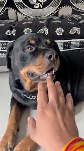 Rottweiler bites me? 😳Wait for end😱 #rottweilerthebruzzo #rottweiler #rottweilersofinstagram #rottwailerpuppy #dog #doglover #animal #viral #dogs #doglovers #doglife #pets #puppies #trending #ilovemydog #cutedogs #viralreel #funny #fbreels | Rottweiler_The_Bruzzo