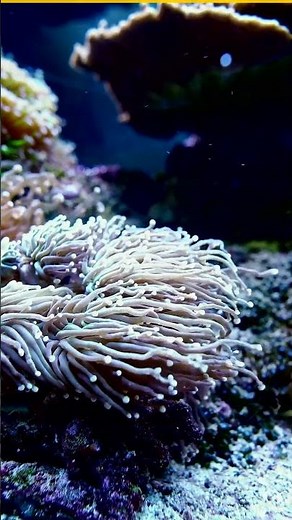 絶対知るべき！衝撃の毒生物３選 #Shorts