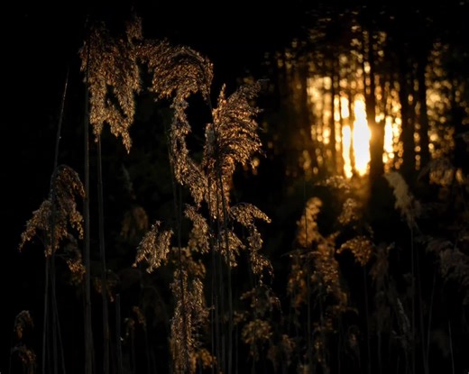 Sheikh Yasser Al-Dosari Surah Al-Hashr#Allah#lslam#quran