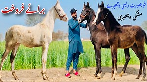 154K views · 10K reactions | Most Beautiful Baby Horses For Sale | Pind 34 | Facebook