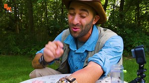 153K views · 54 reactions | Adventurist Coyote Peterson put himself in sting's way so we don't have to! Watch him get stung by a yellow jacket and see what he uses to take away the pain - we think you might already have a good guess. (Cough, cough, Sting-Kill!) | Sting-Kill | Facebook