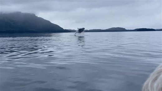 Sightseers Awed by 'Extremely Rare' Quintuple Whale Breach